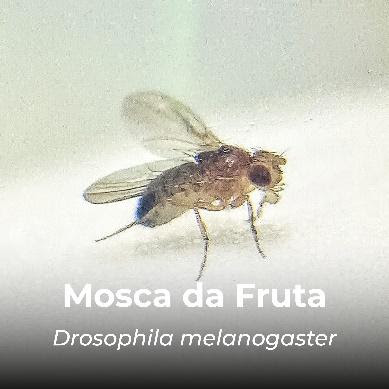 Mosca da fruta